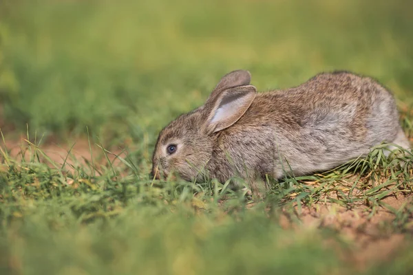Genç pofuduk tavşan tarlada