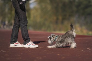 Minyatür Schnauzer köpeği parkta