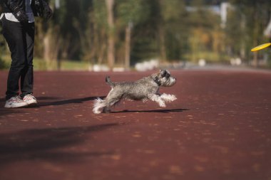 Minyatür Schnauzer köpeği parkta