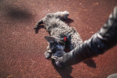 Minyatür Schnauzer köpeği parkta