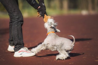 Minyatür Schnauzer köpeği parkta