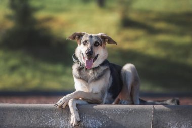 Parktaki çoban köpeği.