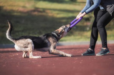 Parktaki çoban köpeği.