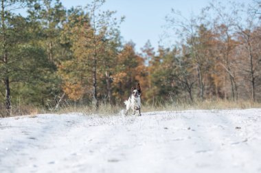 Köpek İngiliz springer spaniel