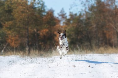Köpek İngiliz springer spaniel