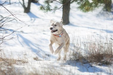Kışın köpek golden retriever 