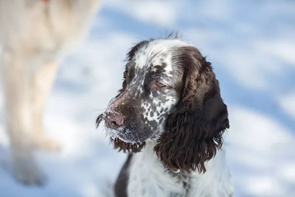 dog english springer spaniel