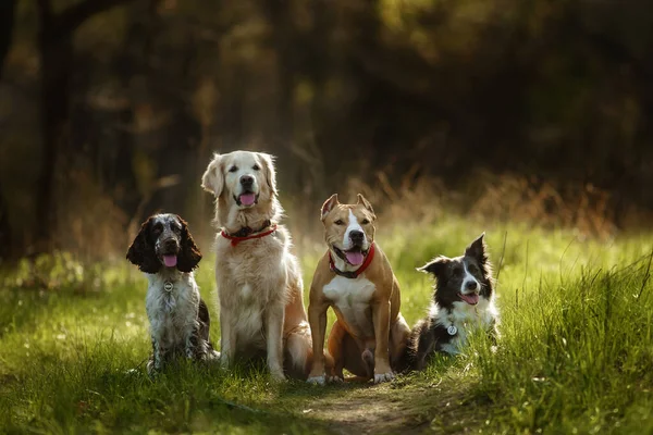 group of dogs golden retriever, spaniel, border collie and staff