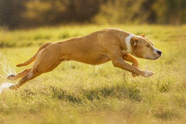 Amerikan Stadyumu teriyeri.