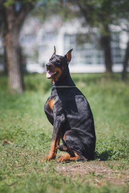 Siyah köpek Dobermann 'ın portresi