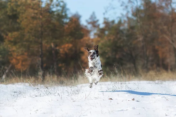 Dog Running Snow English Springer Spaniel — Stock Photo, Image