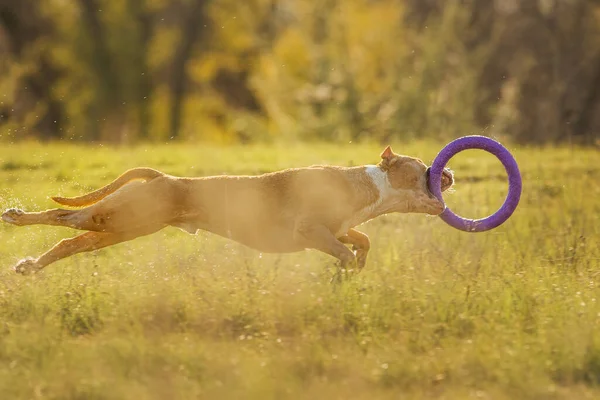 Hund Läuft Amerikanischen Staffordshire Terrier — Stockfoto
