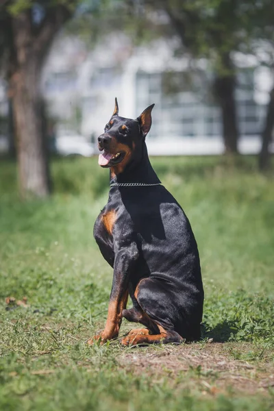 黑狗Dobermann肖像 — 图库照片