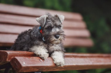 Köpek yavrusu Minyatür Schnauzer çimlerde 
