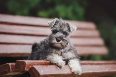 Köpek yavrusu Minyatür Schnauzer çimlerde 