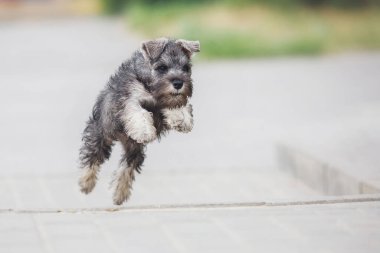 Köpek yavrusu Minyatür Schnauzer çimlerde 