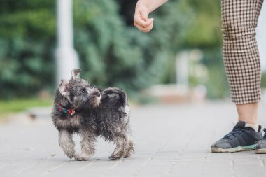 Köpek yavrusu Minyatür Schnauzer çimlerde 