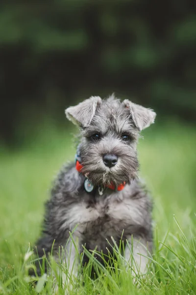 Dog Puppy Miniature Schnauzer Grass — Stock Photo, Image