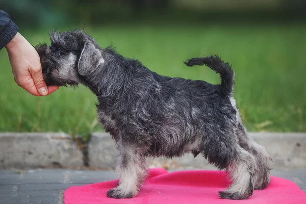 Cane Cucciolo Schnauzer Miniatura Nell Erba — Foto Stock