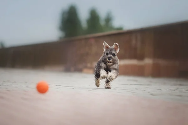 Pies Szczeniak Miniaturowy Sznaucer Trawie — Zdjęcie stockowe