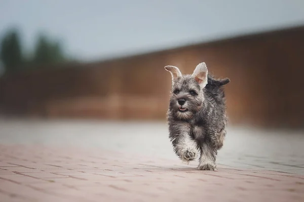 Köpek Yavrusu Minyatür Schnauzer Çimlerde — Stok fotoğraf