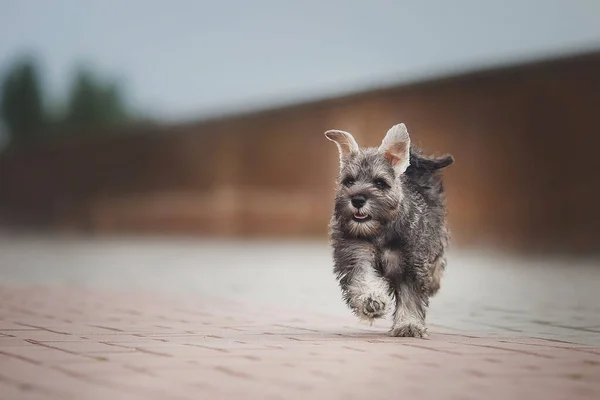 Kutya Kiskutya Miniatűr Schnauzer Fűben — Stock Fotó