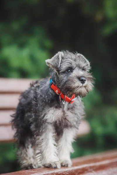 Hond Puppy Miniatuur Schnauzer Het Gras — Stockfoto