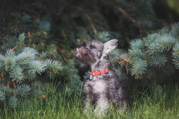 Perro Cachorro Miniatura Schnauzer Hierba — Foto de Stock