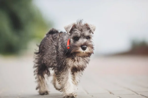 Kutya Kiskutya Miniatűr Schnauzer Fűben — Stock Fotó