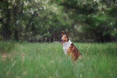  Köpek Pürüzsüz Collie doğada