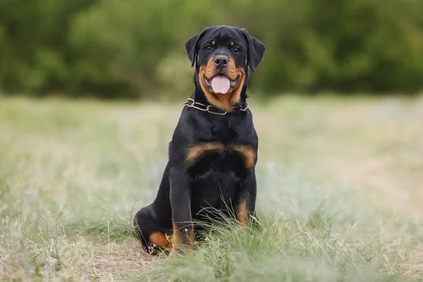 Köpek Yavrusu Rottweiler Doğada — Stok fotoğraf