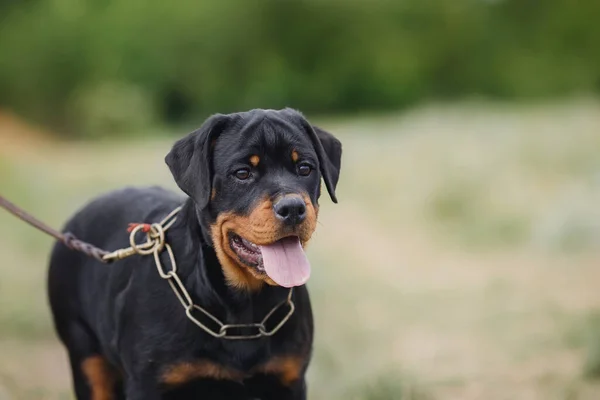 Kutya Kiskutya Rottweiler Természetben — Stock Fotó