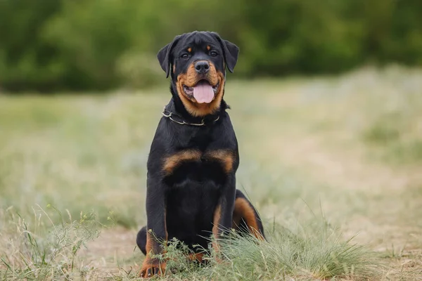 Kutya Kiskutya Rottweiler Természetben — Stock Fotó