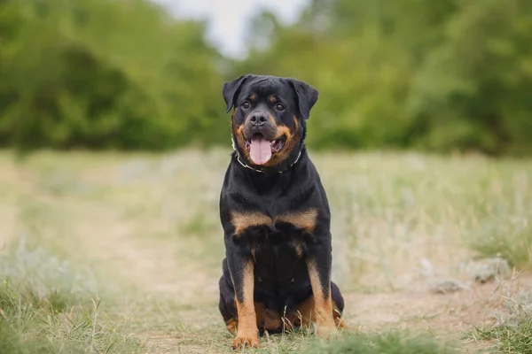 Cane Cucciolo Rottweiler Natura — Foto Stock