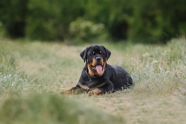 Cane Cucciolo Rottweiler Natura — Foto Stock