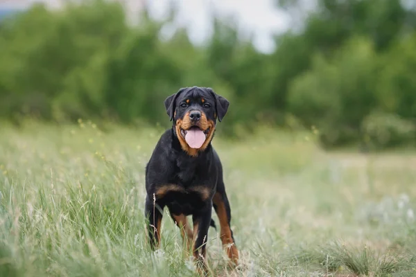 Kutya Kiskutya Rottweiler Természetben — Stock Fotó