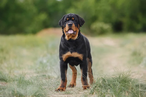 Köpek Yavrusu Rottweiler Doğada — Stok fotoğraf