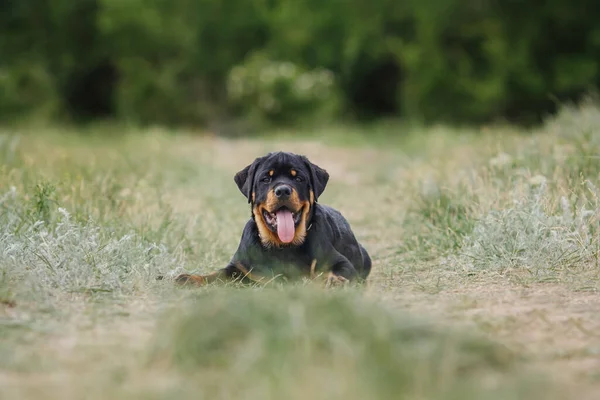 Dog Puppy Rottweiler Nature — Stock Photo, Image