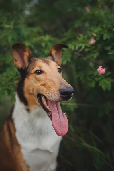 Pies Gładkie Collie Przyrodzie — Zdjęcie stockowe