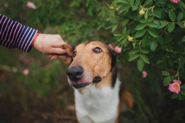 Hund Smooth Collie Der Natur — Stockfoto