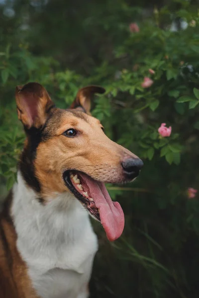 Pies Gładkie Collie Przyrodzie — Zdjęcie stockowe