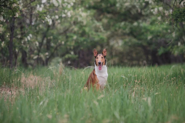 Cane Smooth Collie Natura — Foto Stock