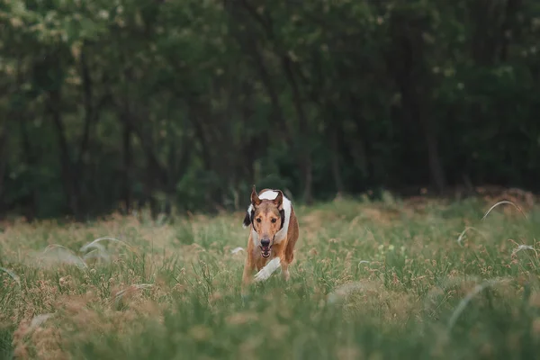 自然界の犬の滑らかなコロニー — ストック写真