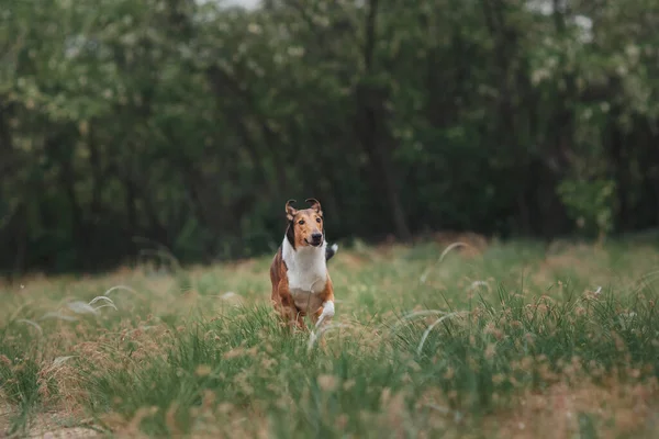 Dog Smooth Collie Nature — Stock Photo, Image