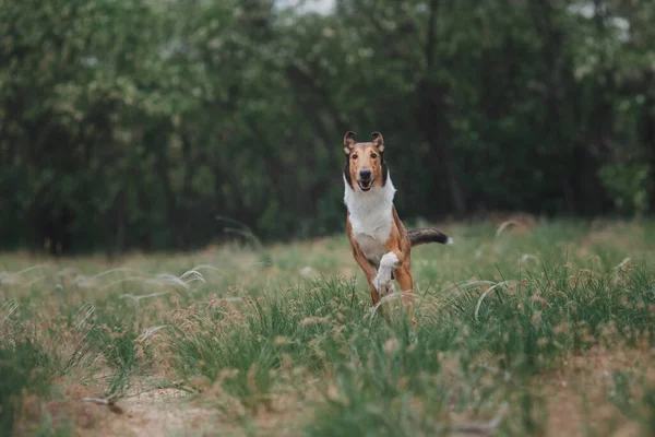 Cane Smooth Collie Natura — Foto Stock