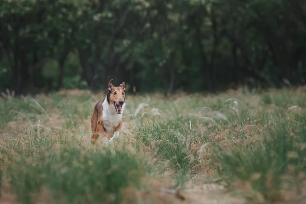 自然界の犬の滑らかなコロニー — ストック写真