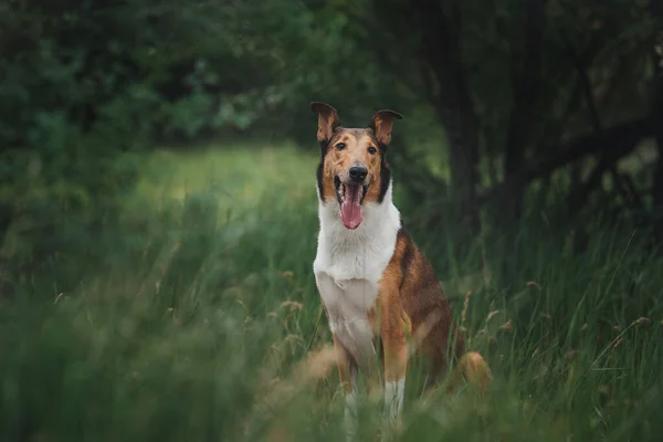 Cane Smooth Collie Natura — Foto Stock