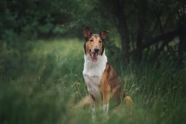 Hond Glad Collie Natuur — Stockfoto