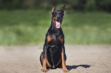 Bir köpek portresi Doberman Pinscher