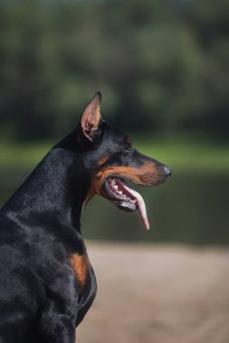 Bir köpek portresi Doberman Pinscher